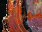 Red/Purple Arizona Petrified Wood Slab - #15551-1